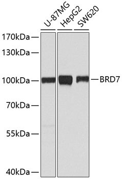 BRD7 Antibody in Western Blot (WB)