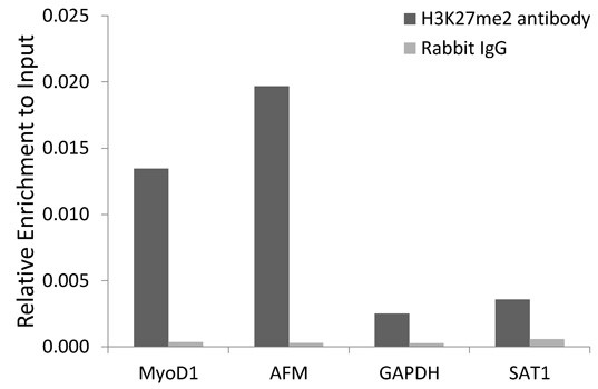 H3K27me2 Antibody in ChIP Assay (ChIP)