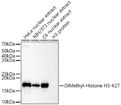 H3K27me2 Antibody in Western Blot (WB)