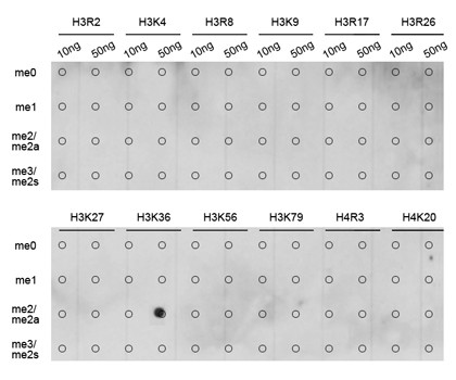 H3K36me2 Antibody in Dot Blot (DB)