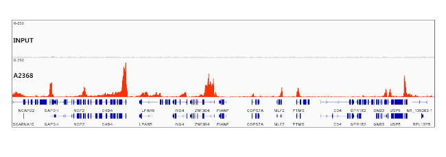 H3K79me2 Antibody in ChIP-Sequencing (ChIP-seq)