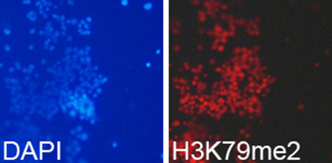 H3K79me2 Antibody in Immunocytochemistry (ICC/IF)