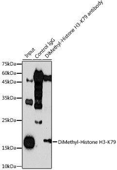 H3K79me2 Antibody in Immunoprecipitation (IP)
