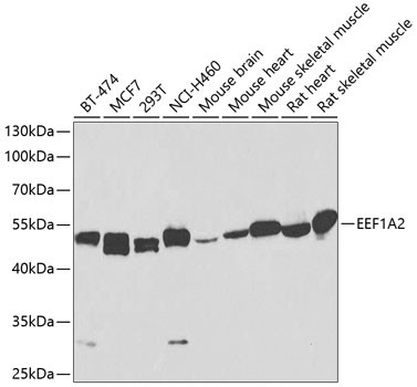 EEF1A2 Antibody in Western Blot (WB)