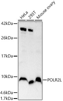 POLR2L Antibody in Western Blot (WB)