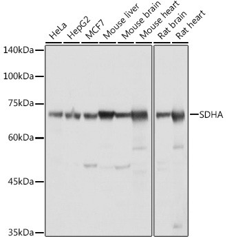 SDHA Antibody in Western Blot (WB)