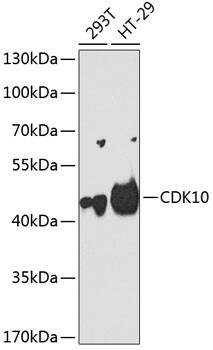 CDK10 Antibody in Western Blot (WB)