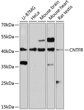CNTFR Antibody in Western Blot (WB)