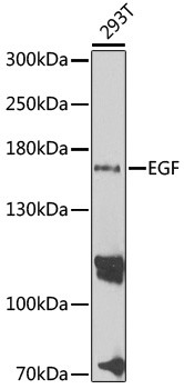 EGF Antibody in Western Blot (WB)