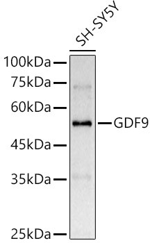 GDF9 Antibody in Western Blot (WB)