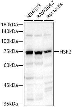 HSF2 Antibody in Western Blot (WB)