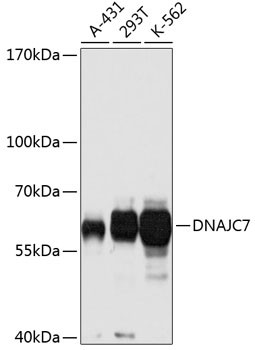 DNAJC7 Antibody in Western Blot (WB)