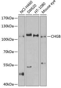 Chromogranin B Antibody in Western Blot (WB)