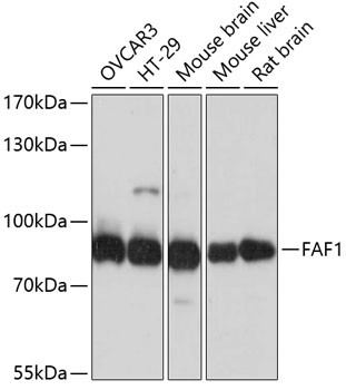 FAF1 Antibody in Western Blot (WB)