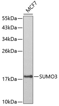 SUMO-3 Antibody in Western Blot (WB)