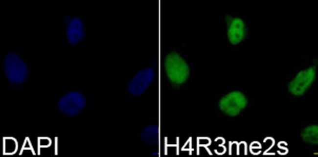 H4R3me2s Antibody in Immunocytochemistry (ICC/IF)