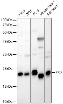 Cyclophilin F Antibody in Western Blot (WB)