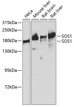 SOS1 Antibody in Western Blot (WB)