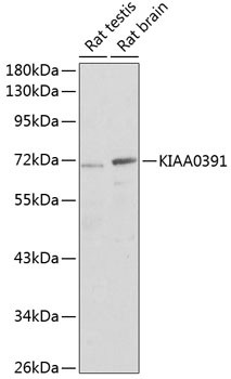 KIAA0391 Antibody in Western Blot (WB)