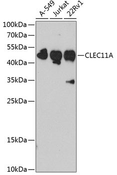 CLEC11A Antibody in Western Blot (WB)