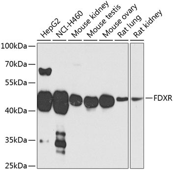 FDXR Antibody in Western Blot (WB)