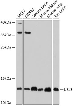 UBL3 Antibody in Western Blot (WB)