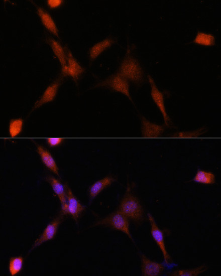 PSMA7 Antibody in Immunocytochemistry (ICC/IF)