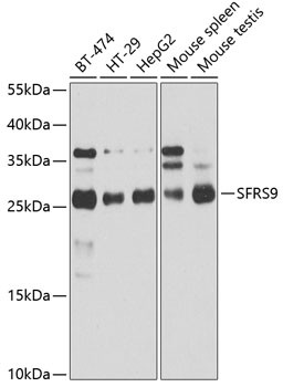SRSF9 Antibody in Western Blot (WB)