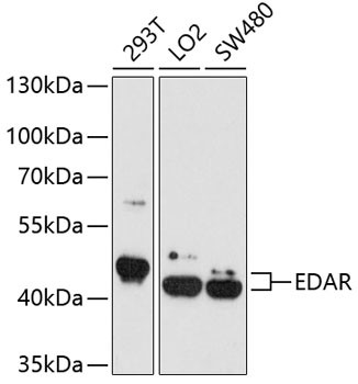 EDAR Antibody in Western Blot (WB)