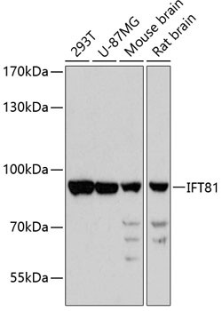 IFT81 Antibody in Western Blot (WB)