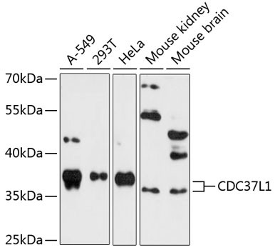 CDC37L1 Antibody in Western Blot (WB)