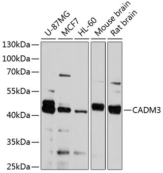 CADM3 Antibody in Western Blot (WB)