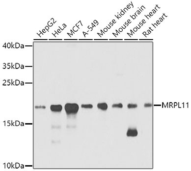 MRPL11 Antibody in Western Blot (WB)