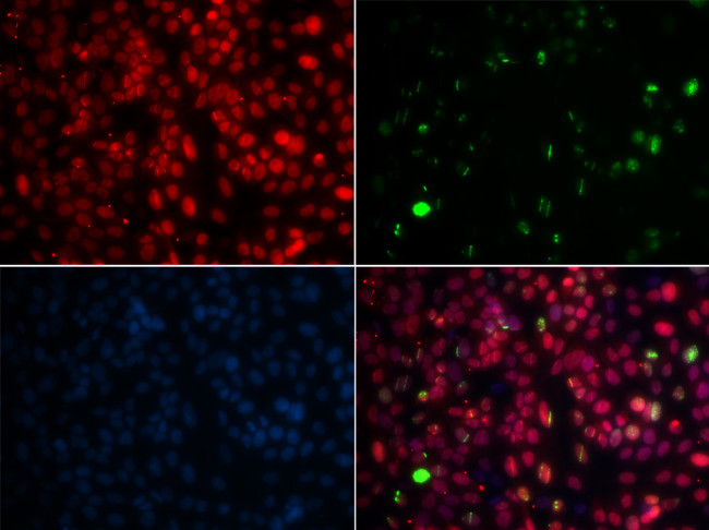 MPG Antibody in Immunocytochemistry (ICC/IF)