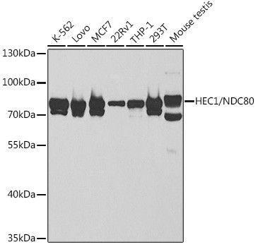 HEC1 Antibody in Western Blot (WB)