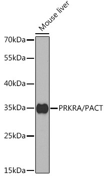 PACT Antibody in Western Blot (WB)