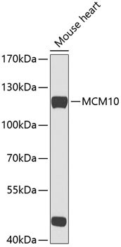 MCM10 Antibody in Western Blot (WB)