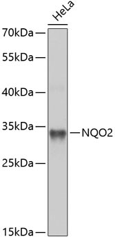 NQO2 Antibody in Western Blot (WB)