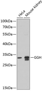 GGH Antibody in Western Blot (WB)