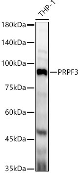 PRPF3 Antibody in Western Blot (WB)