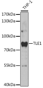 TLE1 Antibody in Western Blot (WB)