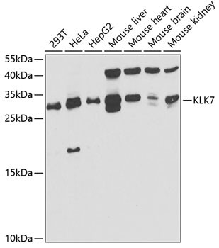 Kallikrein 7 Antibody in Western Blot (WB)