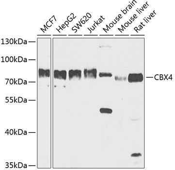 CBX4 Antibody in Western Blot (WB)