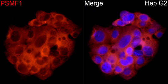 PSMF1 Antibody in Immunocytochemistry (ICC/IF)