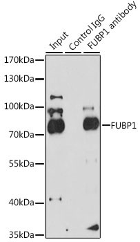 FUBP1 Antibody in Immunoprecipitation (IP)