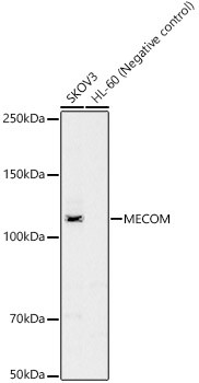 EVI1 Antibody in Western Blot (WB)