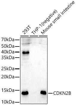 CDKN2B Antibody in Western Blot (WB)