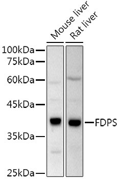 FDPS Antibody in Western Blot (WB)