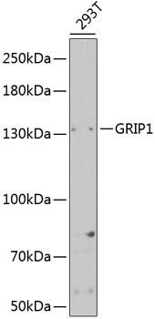 GRIP1 Antibody in Western Blot (WB)