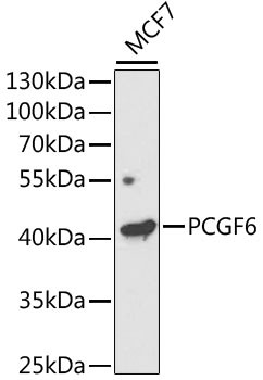 PCGF6 Antibody in Western Blot (WB)